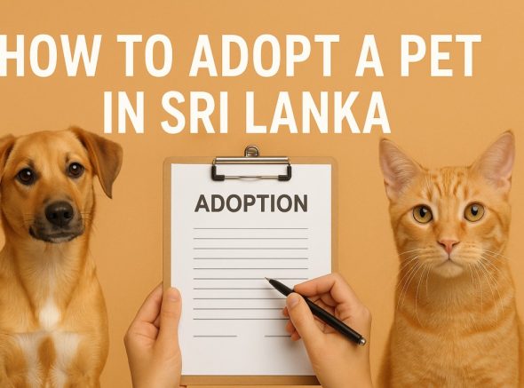 Adopt a Pet in Sri Lanka
