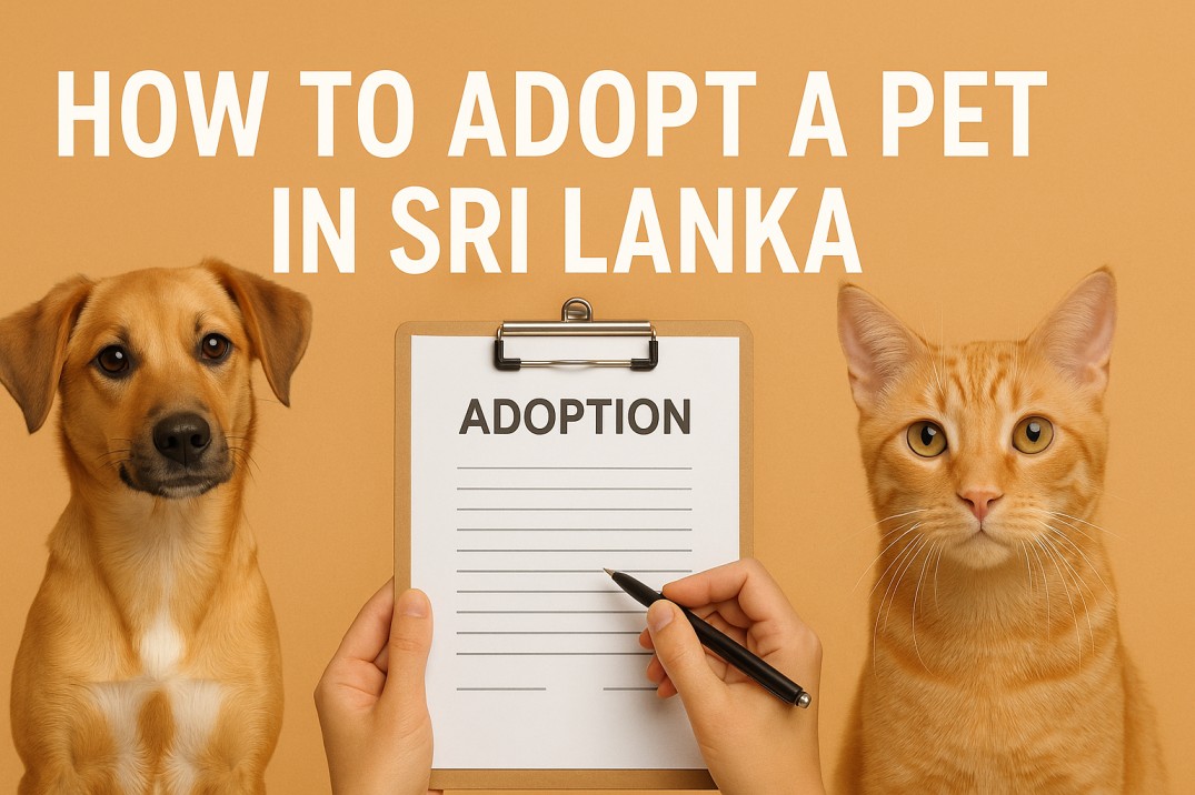 Adopt a Pet in Sri Lanka