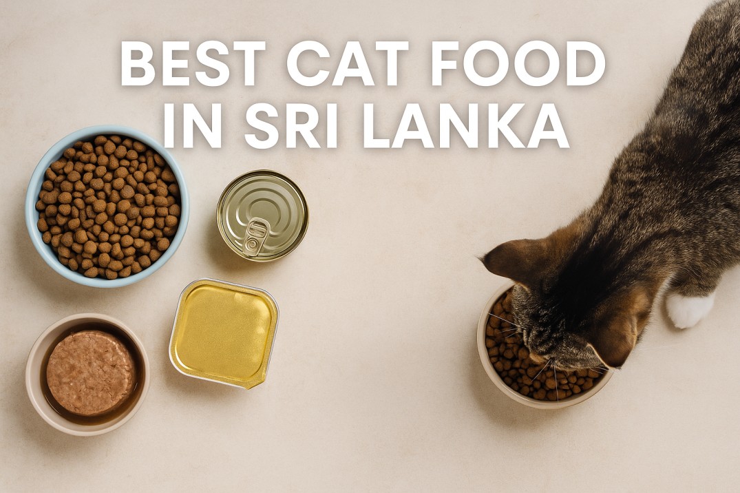 Best Cat Food in Sri Lanka